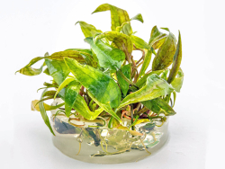 Purpurwasserkelch - Cryptocoryne purpurea in vitro